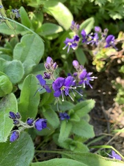Veronica grandiflora