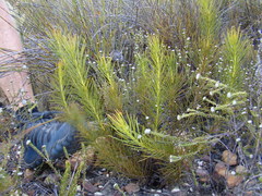Protea subulifolia