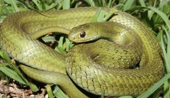 Amplorhinus multimaculatus