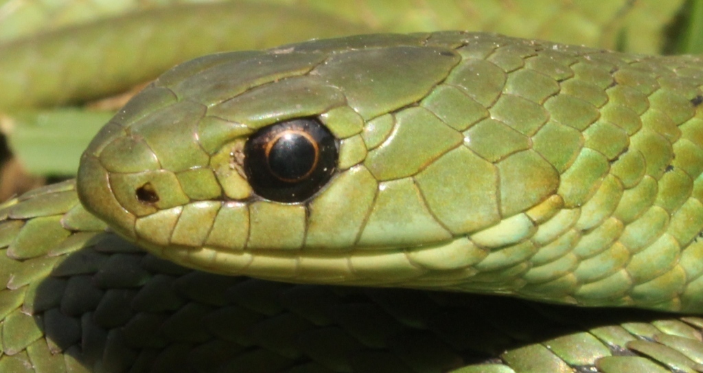 Amplorhininae