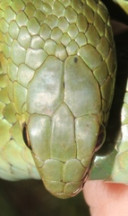 Amplorhinus multimaculatus