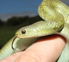 Amplorhinus multimaculatus