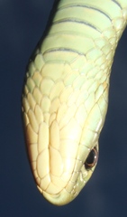 Amplorhinus multimaculatus