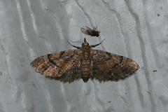 Eupithecia peckorum