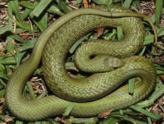 Amplorhinus multimaculatus