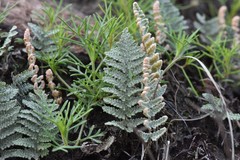 Myriopteris lindheimeri