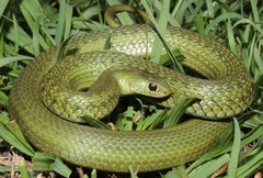 Amplorhinus multimaculatus