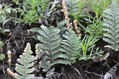 Myriopteris lindheimeri