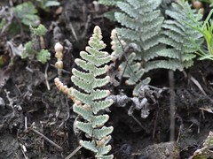 Myriopteris lindheimeri