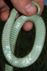 Amplorhinus multimaculatus