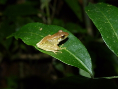 Mantellinae