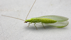 Chrysoperla harrisii