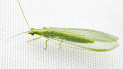 Chrysoperla harrisii