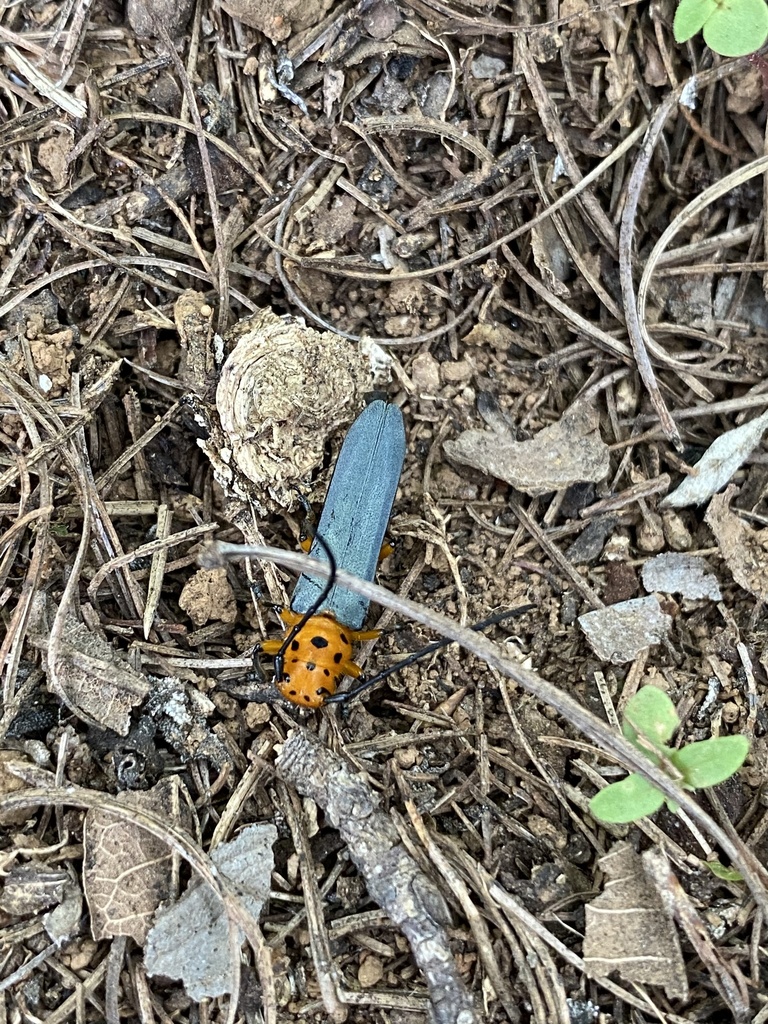 Pseudolinda quinquepunctata