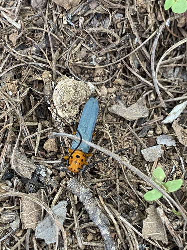 Pseudolinda quinquepunctata