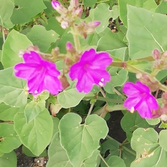 Mirabilis viscosa