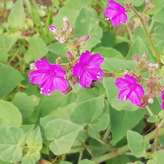 Mirabilis viscosa