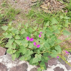 Mirabilis viscosa