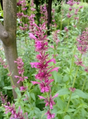 Agastache mexicana
