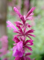 Agastache mexicana