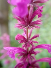 Agastache mexicana