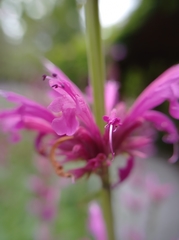 Agastache mexicana