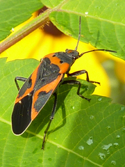 Lygaeus kalmii angustomarginatus