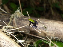 Mantella laevigata