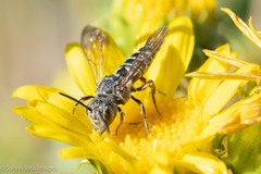 Synocoelioxys