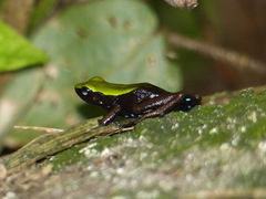Mantella laevigata