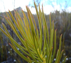 Protea subulifolia
