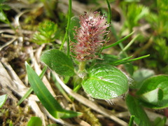 Salix stolonifera
