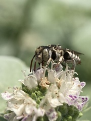 Coelioxys coturnix
