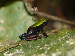 Mantella laevigata