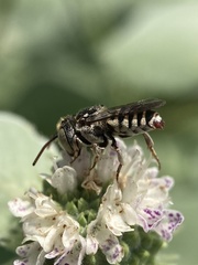 Coelioxys coturnix