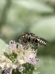 Coelioxys coturnix