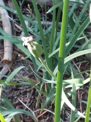 Iris missouriensis