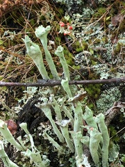 Cladonia sulphurina