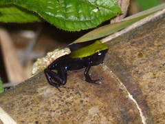 Mantella laevigata