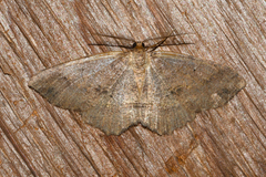Melanolophia signataria