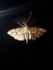Lygropia