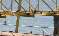 Hirundo rustica erythrogaster
