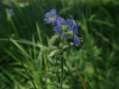 Polemonium occidentale occidentale
