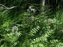 Polemonium occidentale occidentale