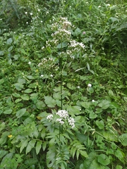 Valeriana dubia