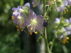 Polemonium occidentale occidentale