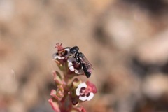 Miscophini