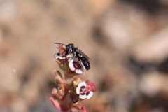 Miscophini