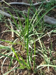 Iris missouriensis
