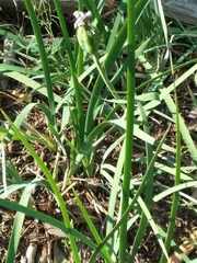 Iris missouriensis